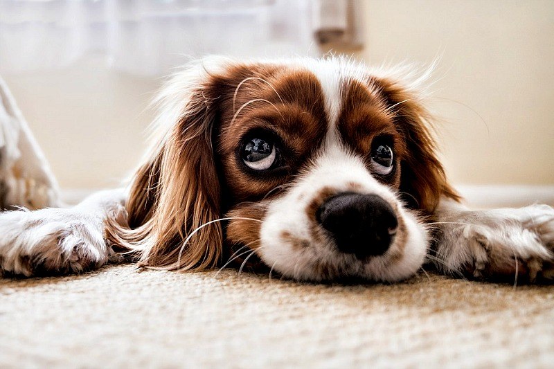 Pet Friendly Flooring Options Which, Best Floor Covering For Dogs Uk