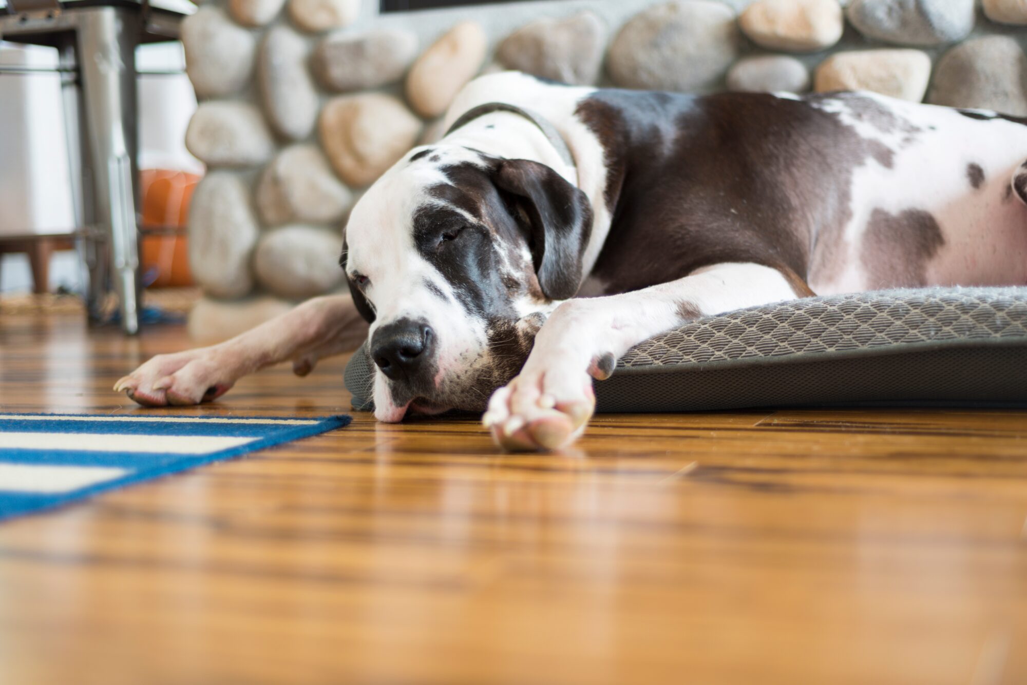 dog-napping-on-pet-bed-over-hard-wood-flooring